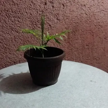 Porodicna Kuca Corbic